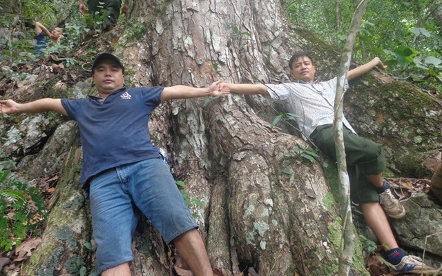 [Ảnh]: Ngưỡng mộ quần thể rừng nghiến 1.000 năm tuổi được công nhận là cây di sản