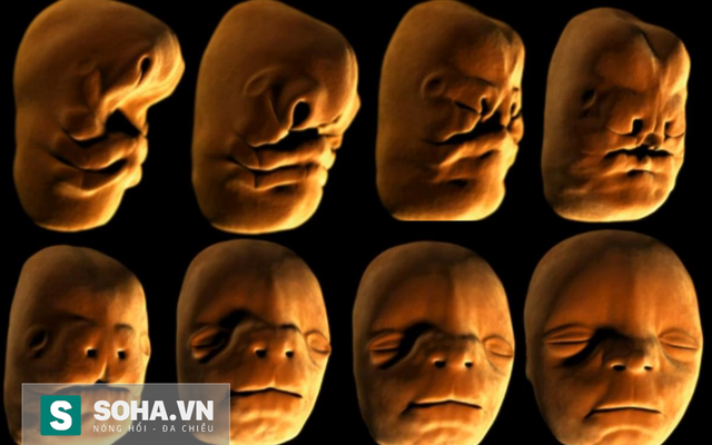 Khuôn mặt em bé hình thành trong bụng mẹ thế nào: Video thú vị thu hút 3,5 triệu lượt xem