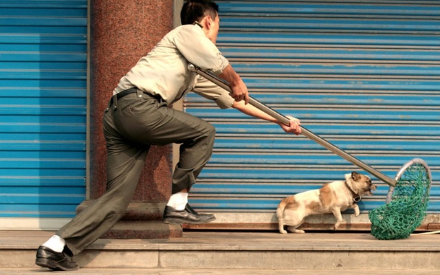 Gã nghiện giả danh Công an xã đi trộm cắp chó