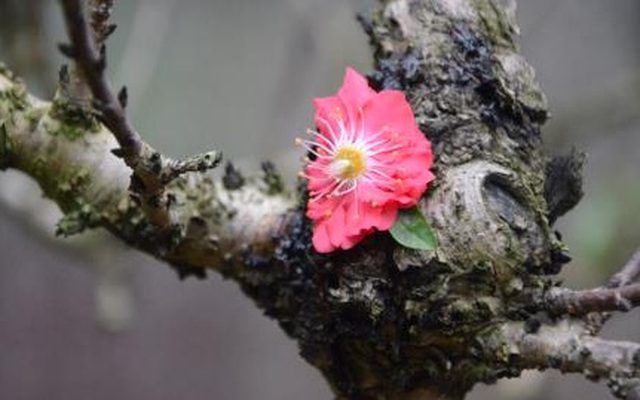 Hà Nội rét đậm, giữ 'đào chảnh' trong phòng điều hòa