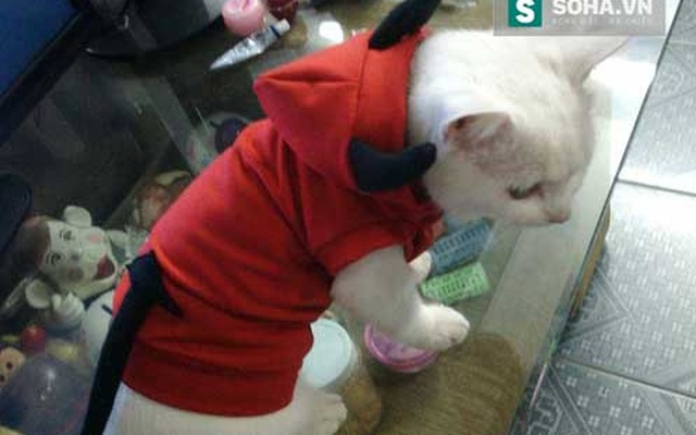 "Sốt sình sịch" quần áo chống rét cho chó mèo
