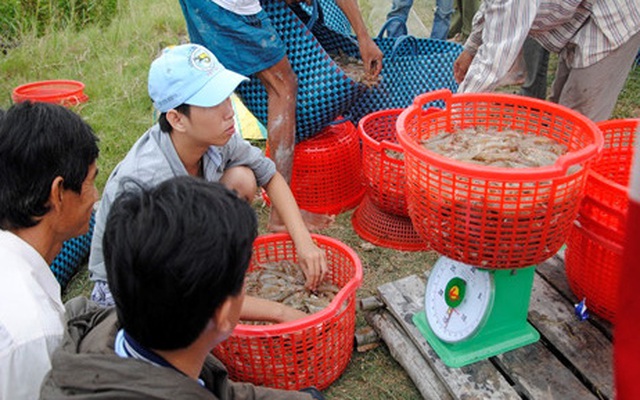 Thương lái Trung Quốc giả khách du lịch thu mua hải sản