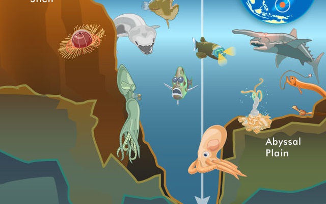 Những "quái vật biển" thống lĩnh vùng biển sâu nhất hành tinh