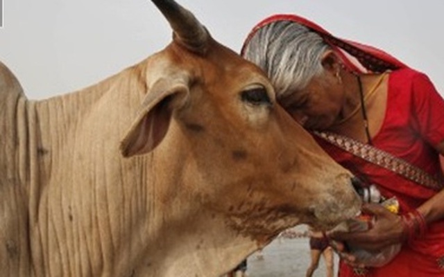 Bất ngờ tìm thấy vàng trong nước tiểu của bò tại Ấn Độ!