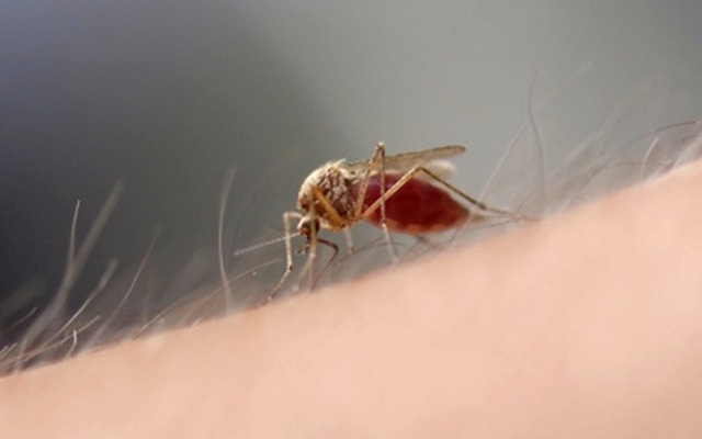 Lý giải tại sao một số người lại là “món nhậu” của muỗi