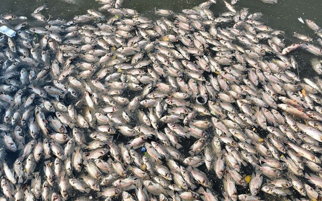 Công bố nguyên nhân cá chết hàng loạt tại ba địa phương