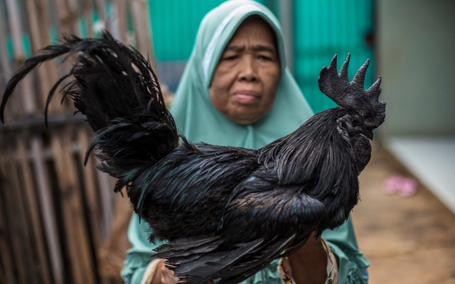 24h qua ảnh: Phát hiện gà trống đen tuyền cực hiếm ở Indonesia