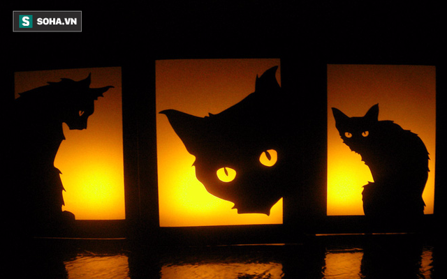Những điều kỳ quái của lễ hội Halloween 31/10: Vì sao mèo đen bị cấm nhận nuôi dịp này?