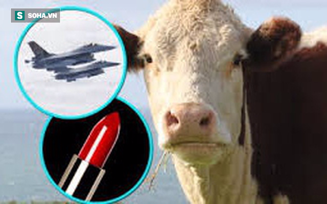 Đừng tưởng bạn đã biết: Bò có thể làm nhiên liệu máy bay phản lực
