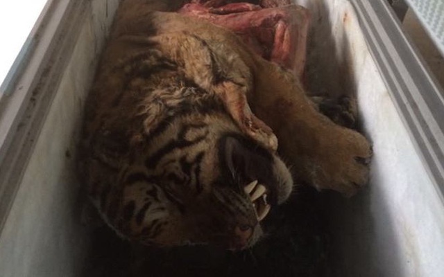 5 con hổ được phát hiện trong tủ cấp đông của 1 gia đình ở Nghệ An