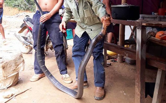 Con rắn khủng dài 3 mét mà nhóm công nhân bắt được đã đục thủng bao tải bò vào rừng
