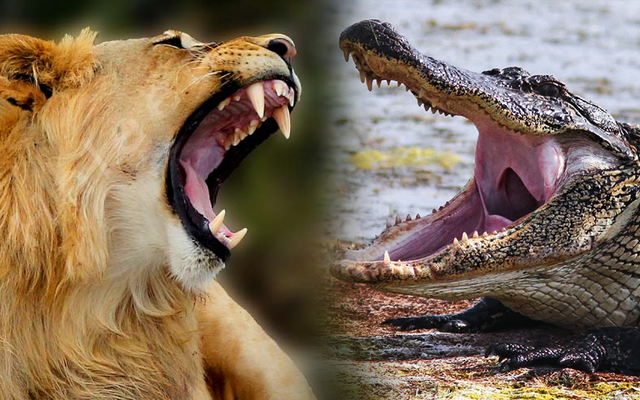 Thời tiền sử bộ hàm cá sấu đã hơn khủng long bạo chúa, thời nay sư tử cũng "chào thua"