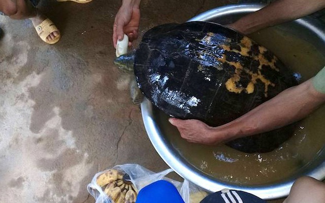 Rùa khủng vân vàng sắp tuyệt chủng được giải cứu