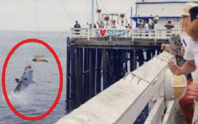 Hải cẩu vừa được phóng sinh đã phải đón nhận thảm kịch không thể tồi tệ hơn