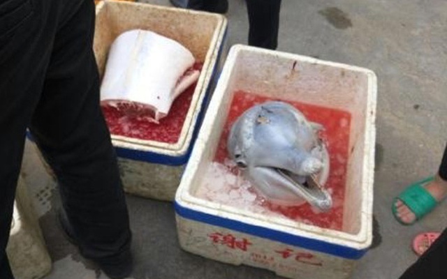 Người Trung Quốc gây phẫn nộ vì giết hại cá heo trắng ngoài đường