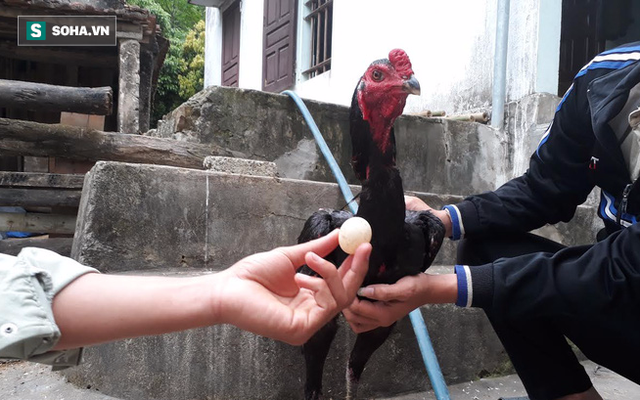 Nghệ An: Chú gà trống chọi bất ngờ đẻ trứng