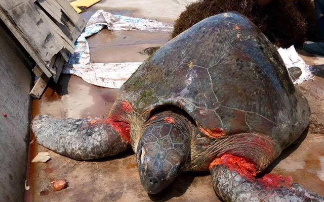 Rùa biển nặng 70 kg dạt vào bờ biển Nam Định