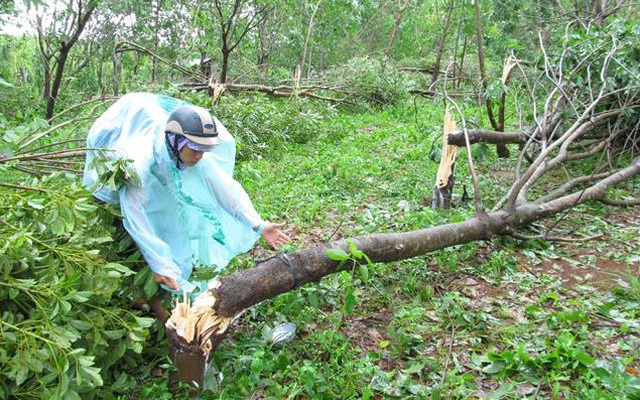 Cận cảnh “vàng trắng” đổ rạp trên đường đi của siêu bão số 10