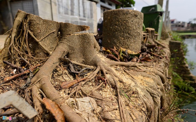 Chặt nhầm khoảng 20 cây xanh ở Hà Nội: "Một số cán bộ quá nóng vội đã chặt bỏ tất cả"
