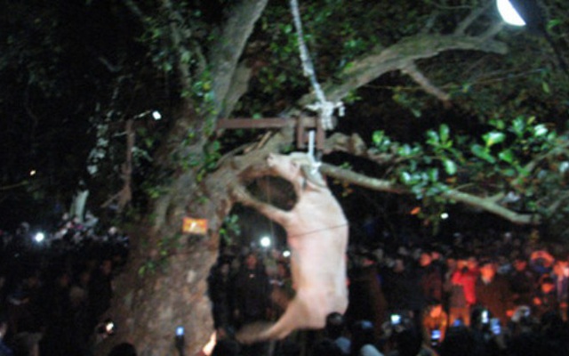 Chủ tịch huyện lên tiếng về hình ảnh treo trâu đến chết tại lễ hội đền Đông Cuông