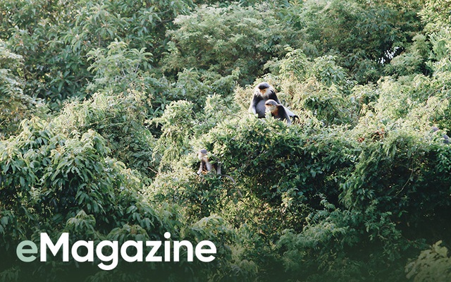 Bức ảnh "xấu xí" gây chấn động, 12.000 chữ ký và cuộc giải cứu chưa hồi kết ở Sơn Trà