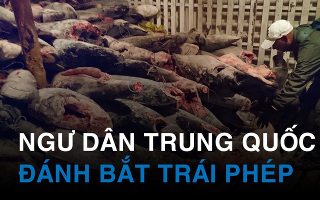 Tôn sùng các món "đại bổ", dân Trung Quốc liều mình đánh bắt trong khu bảo tồn Galápagos