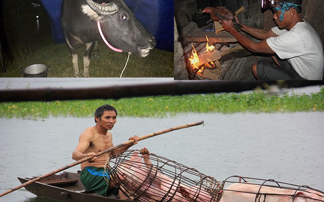 Video: Người dân chèo thuyền đưa lợn lên cao, đốt lửa sưởi ấm gà trong lũ