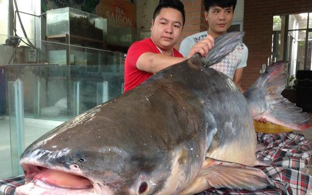 Cá khủng nặng 140kg đánh bắt ở Campuchia được mua về Hà Nội