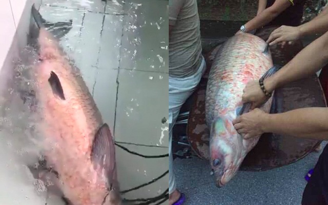 Ngư dân bắt được cá trắm đen "khủng", nặng 45kg ở hồ Thác Bà