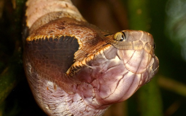 Nếu bạn nhìn ảnh này mà bảo đây là con rắn thì nhầm to, thế mới thấy sinh vật tự nhiên giỏi "cosplay"