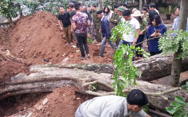 Cây sưa 26 tỷ ở Bắc Ninh: Gia đình Chủ tịch xã được chia 40 triệu đồng