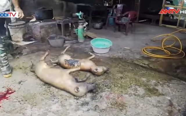 Chợ chó lớn nhất Hà Nội: Chó ế, chó ốm, chó bị đánh bả… chỉ có 70 nghìn/kg