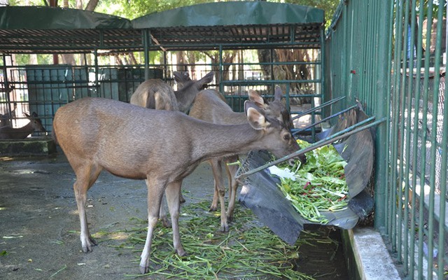 Vì sao vườn thú duy nhất ở Đà Nẵng có từ 30 năm qua bị đề nghị xóa sổ?