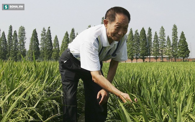 Một nhà khoa học Trung Quốc nghĩ ra cách trồng lúa trong nước ngập mặn