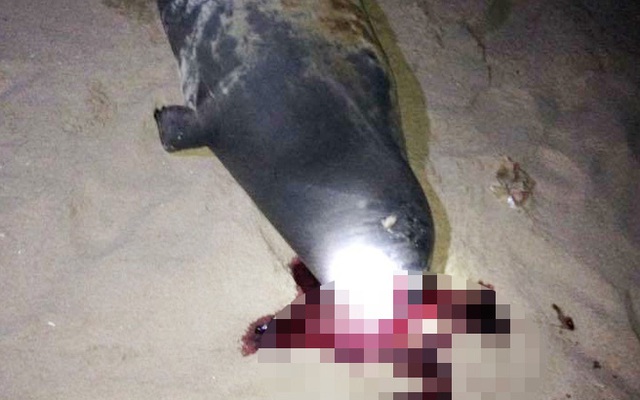 Bình Thuận: Hải cẩu lên bờ chơi đùa với người dân trên bãi biển đã bị đánh chết