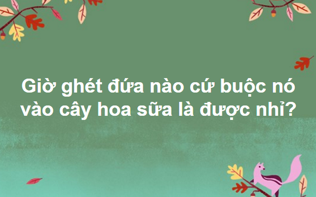 Đừng tưởng bạn đã biết: Hoa sữa được "đối xử" như thế nào trên thế giới?