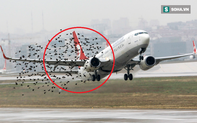 Đừng tưởng bạn đã biết: Một con chim nhỏ cũng khiến hàng không Mỹ mất 1,2 tỷ USD - vì sao?