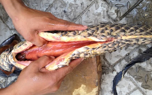 Mổ cá đón Tết, cắt cả bàn tay vì hoại tử: BS cảnh báo vi khuẩn chết người có trong hải sản