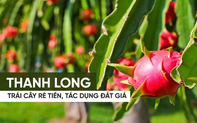 Vì sao thanh long lại là trái cây rẻ tiền, công dụng "đắt giá"?