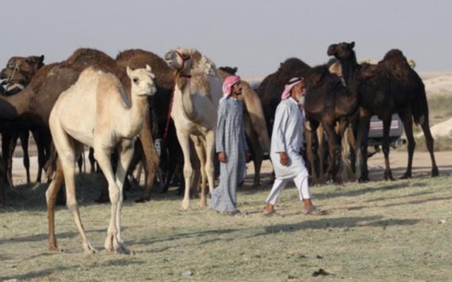 Saudi Arabia tung đòn mới vào Qatar: "Trục xuất" lạc đà và cừu