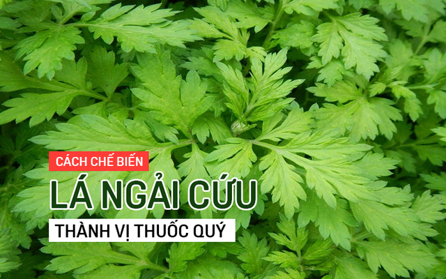 Những bài thuốc quý từ lá ngải cứu bạn nên biết để chữa bệnh mùa hè, phòng bệnh mùa đông