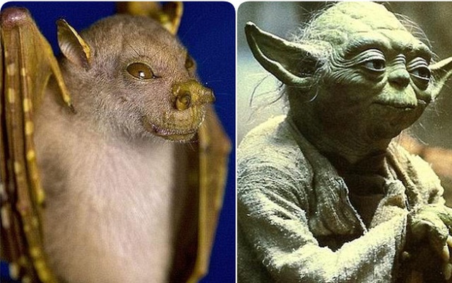 Tìm ra loài dơi có gương mặt y hệt thánh Yoda của Star War