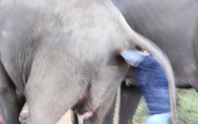 Đau lòng sau 30 năm chờ đợi, voi con sinh ra đã chết