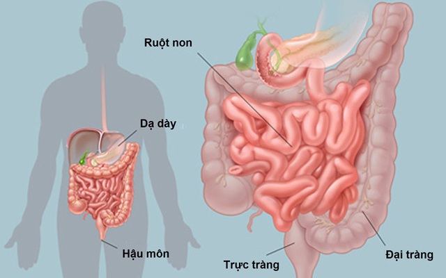 [Đọc nhanh] Danh y chỉ lý do gây bẩn đường ruột, cách làm sạch ruột ai cũng nên thực hiện