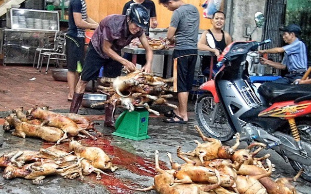 Chuyện đáng sợ ở làng thịt chó lớn nhất Thủ đô