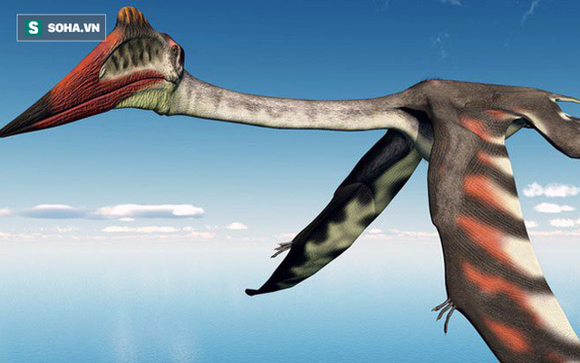 Hé lộ "gã khổng lồ" mới thống trị bầu trời - nỗi ám ảnh của khủng long mặt đất