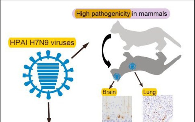 Nóng: Phát hiện virút cúm A(H7N9) độc lực cao có thể lây truyền và gây chết ở động vật