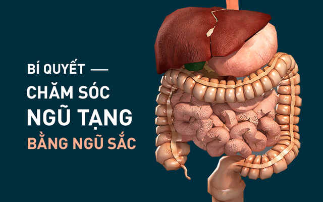 Ngũ tạng quyết định sinh mệnh: Bí quyết "vàng" về cách dưỡng tạng theo âm dương ngũ hành