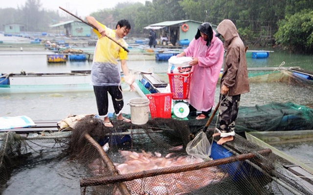 Người dân hối hả thu hoạch cá lồng phục vụ thị trường Tết