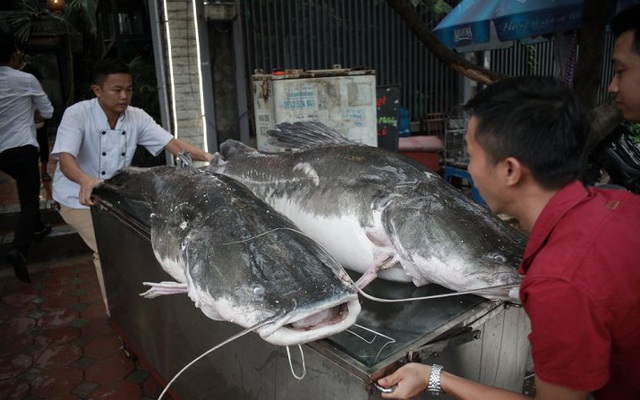 Cặp cá lăng khổng lồ nặng 300kg 'bơi' từ Campuchia về Hà Nội